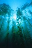Bosque de Laminariales