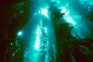 Bosque de Laminariales