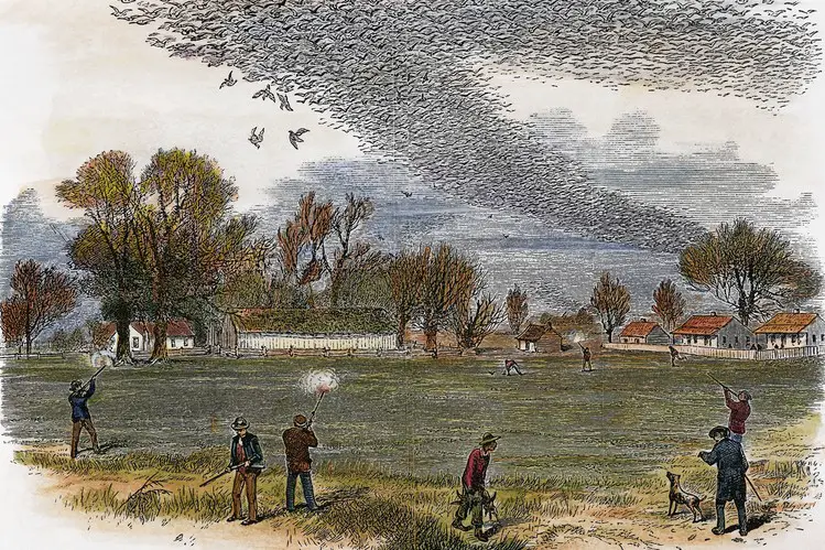 Cacería de la paloma pasajera