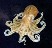 Pulpo de vidrio