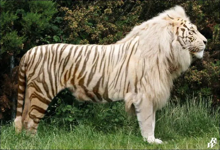 Tigon