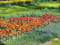 Mercado de Keukenhof.