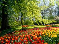 Mercado de Keukenhof.