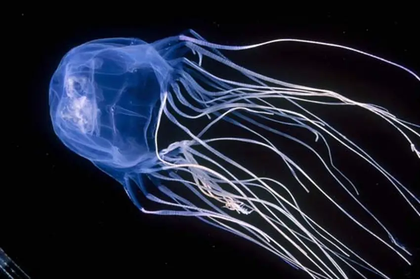 Medusa venenosa