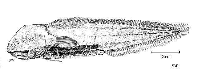 Abyssobrotula galatheae