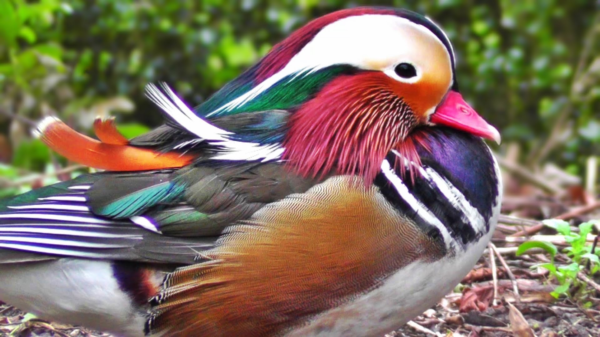 pato-mandarin