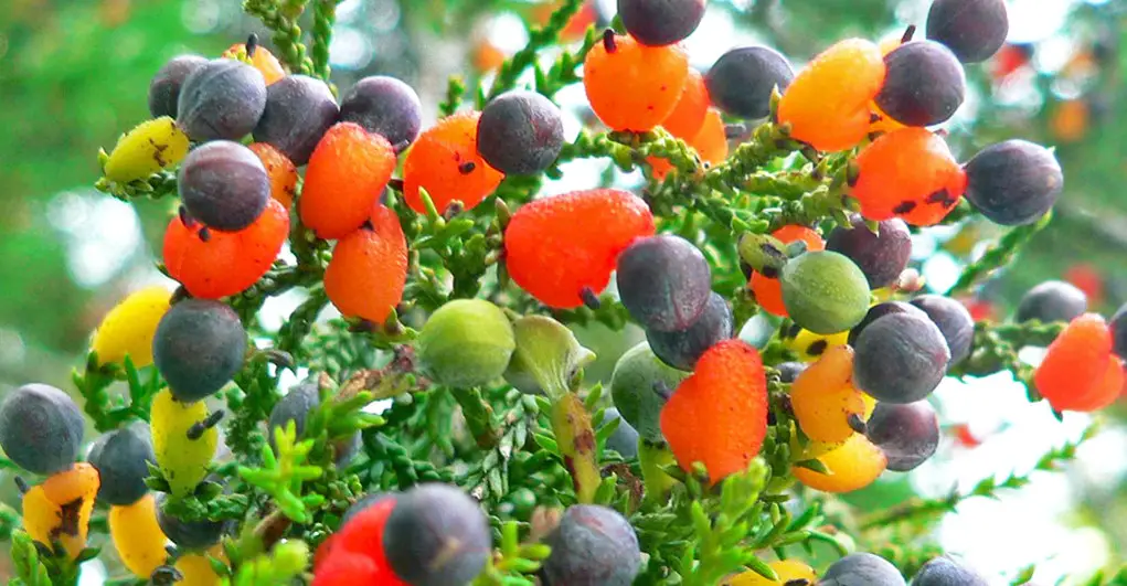 EL ÁRBOL DE LOS 40 FRUTOS . LA BOTÁNICA SE HACE ARTE .