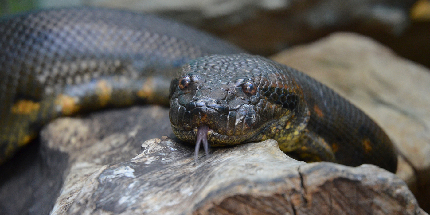 Ross Allen luchando con una anaconda de seis metros bajo el agua