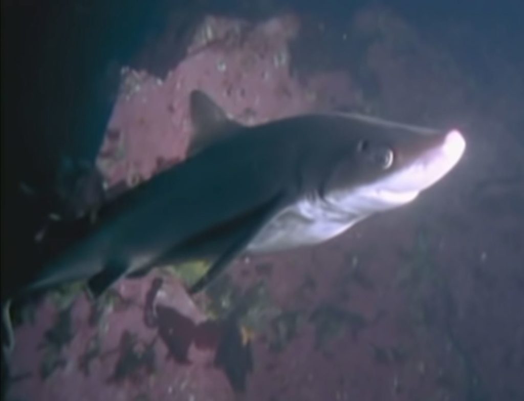 Tiburón vs pulpo.