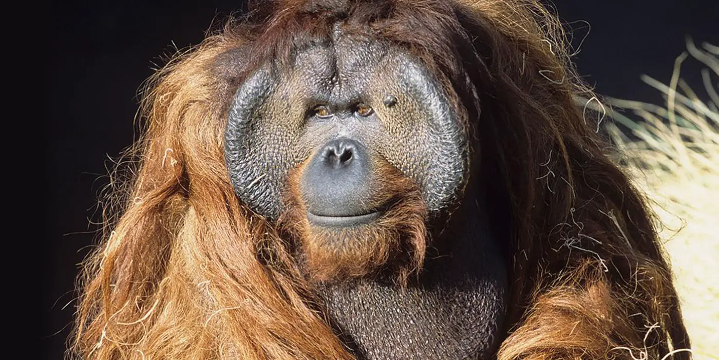 Ken "El Houdini peludo" Allen, el orangután escapista que desafió al zoológico de San Diego