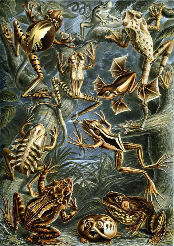 Ilustraciones del Kunstformen der Natur.