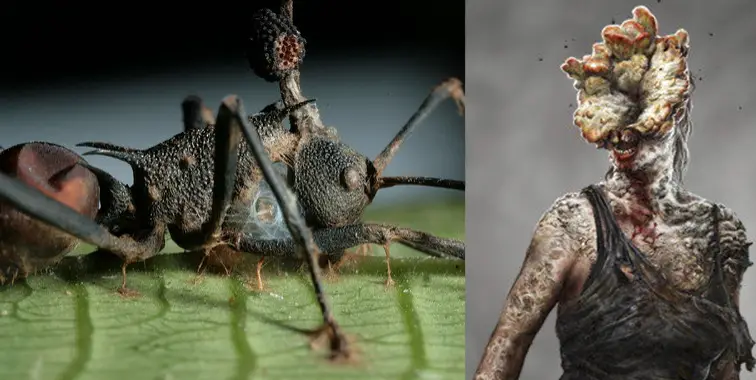 Una hormiga atacada por un Cordyceps unilateralis, y a su lado uno de los monstruos del video juego The Last of Us